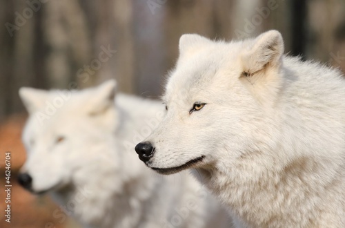 deux loups blancs