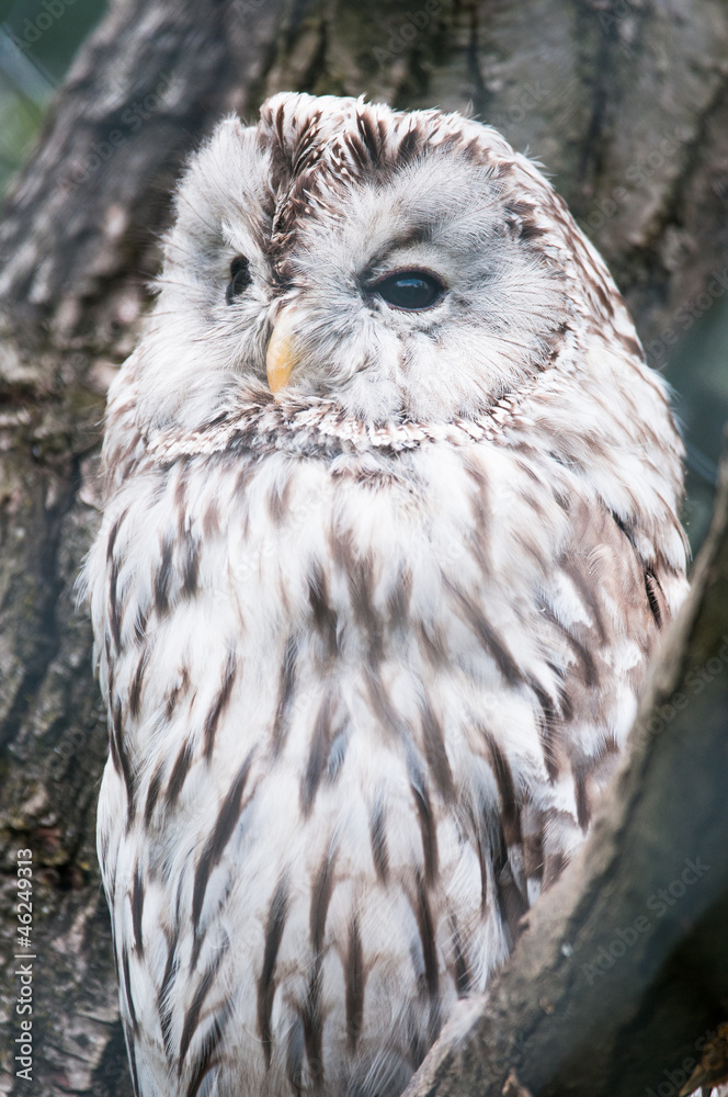 Obraz premium snow owl (lat. Bubo scandiacus)