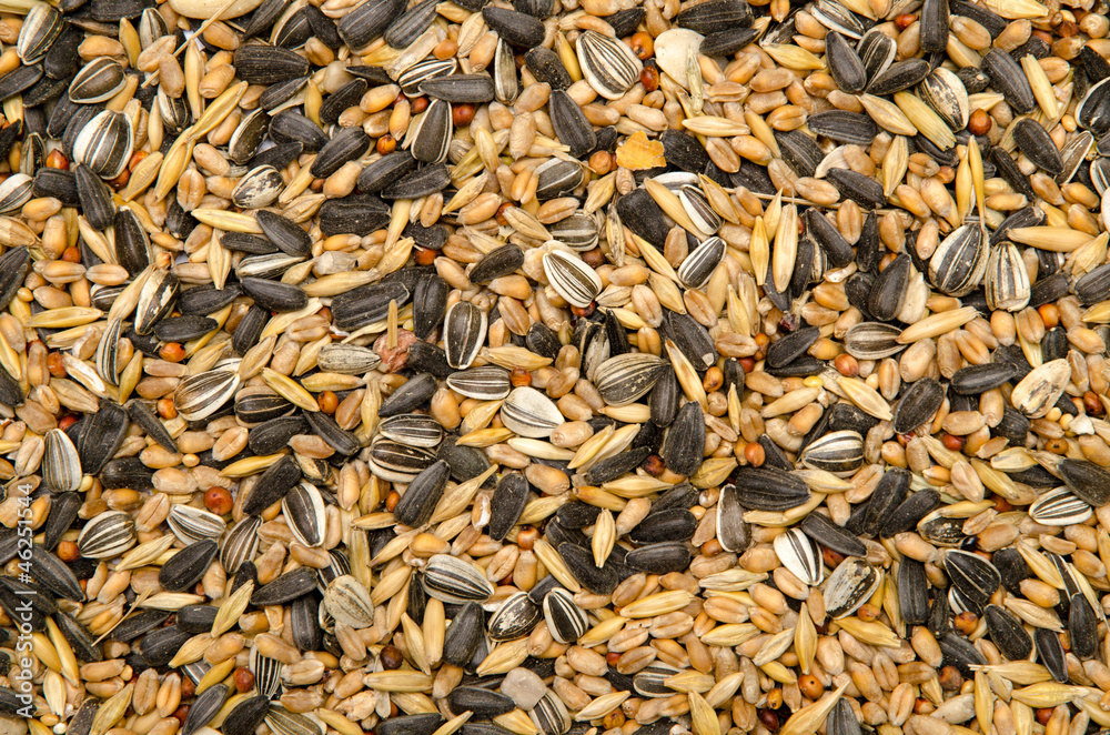 birdseed birdseed