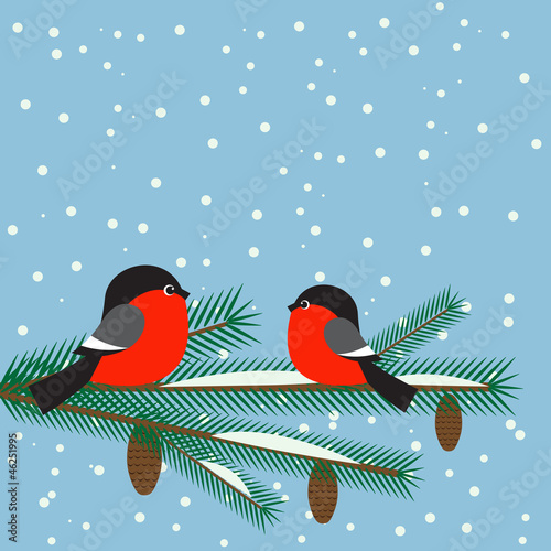 Cute bullfinches on branch spruce