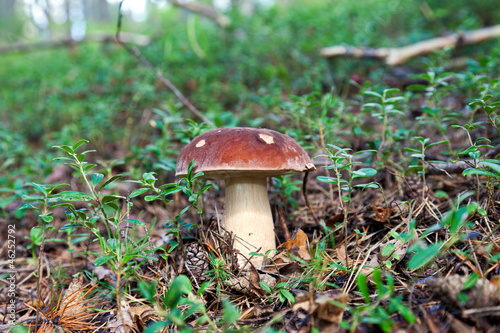 Forest mushroom in the grass