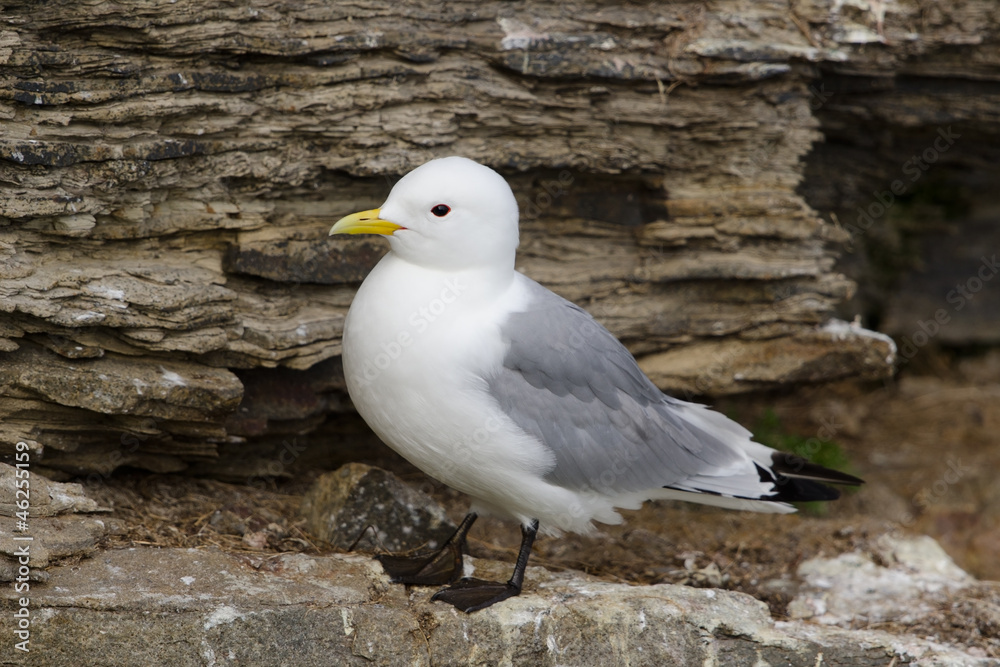 Dreizehenmöwe, Black-legged kittiwake, Rissa tridactyla Dreizehenmöwe, Black-legged kittiwake, Rissa tridactyla