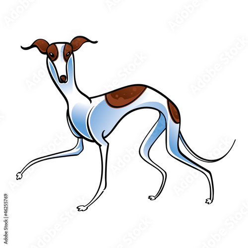 Fotografija Whippet dog