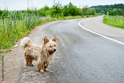 Tableau sur toile A stray dog on the road
