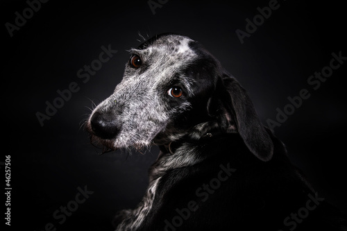 Hundeportrait