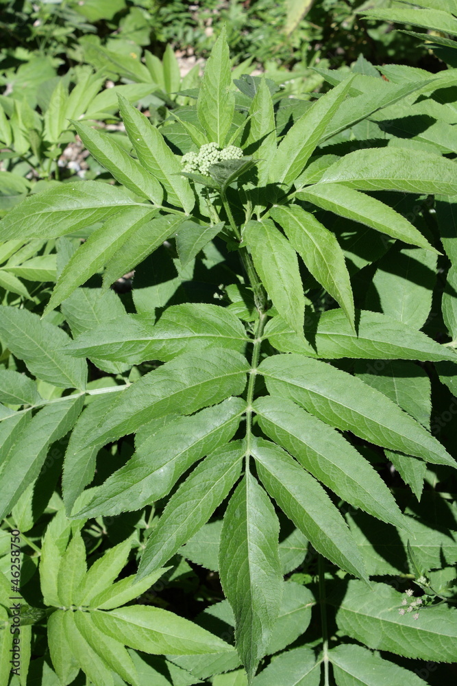 Obraz premium Sureau hièble ( (Sambucus ebulus)