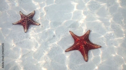 Starfish