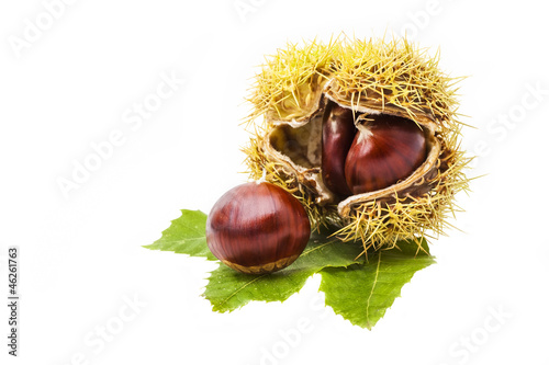 Parede class chestnuts, El Bierzo (Spain) isolated on white
