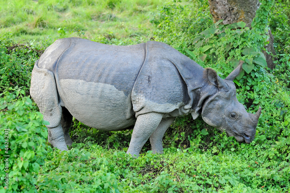 Obraz premium Asian one-horned rhinoceros