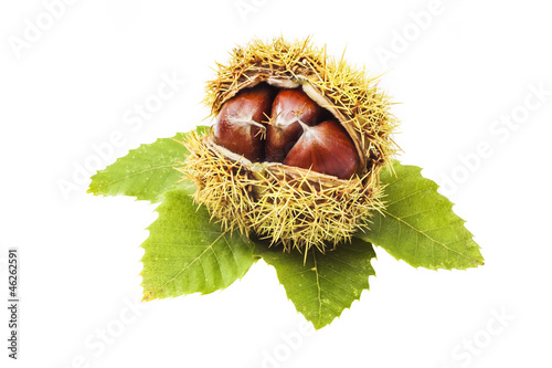 Parede class chestnuts, El Bierzo (Spain) isolated on white