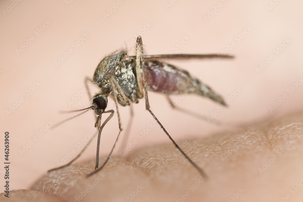Mosquito sucking blood, extreme close-up Mosquito sucking blood, extreme close-up