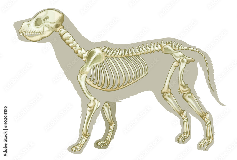 Fototapeta premium Canis lupus familiaris - skeleton