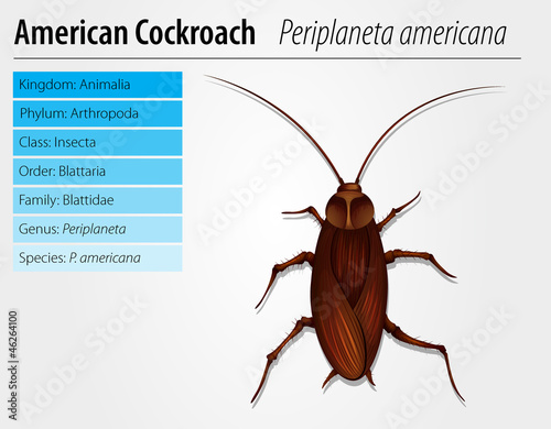Periplaneta Americana- Cockroach photo