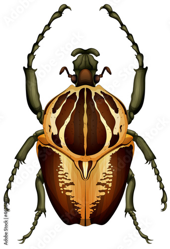 Goliathus regius - Goliath beetle