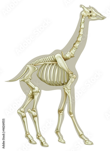 Giraffe skeletal system
