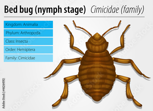 Cimicidae- Bedbug (juvenile) photo