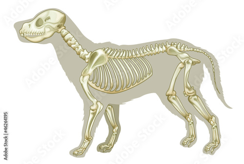 Canis lupus familiaris - skeleton