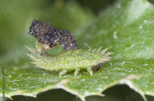 Green Tortoise Beetle larvae - Cassida viridis photo