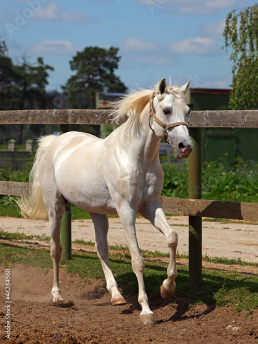 Beautiful white horse in the farm