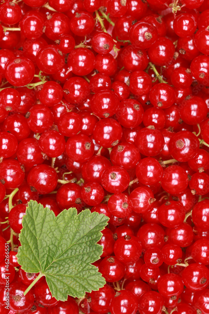 Rote Johannisbeeren