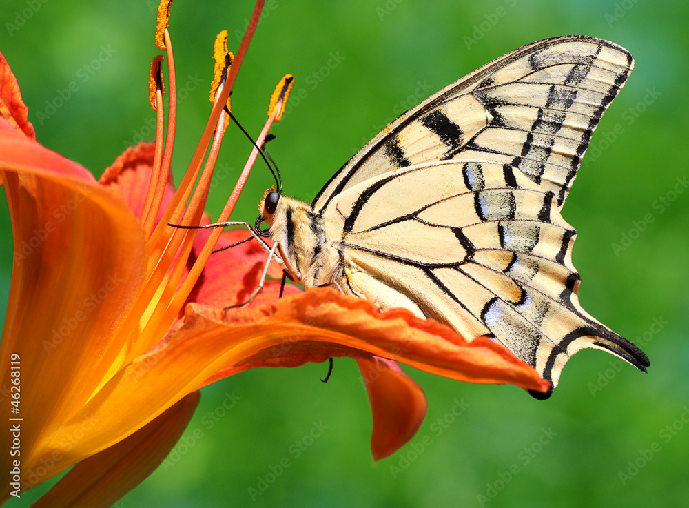 Obraz premium close up of butterfly Papilio Machaon sitting on lily