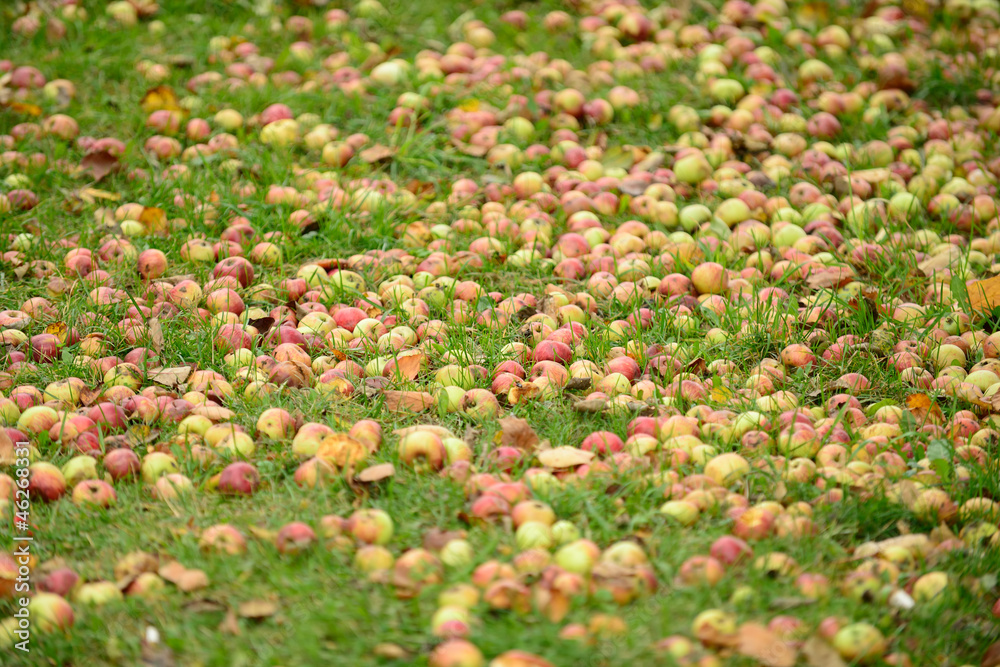 Fallen Apples on the Ground in Autumn Fallen Apples on the Ground in Autumn
