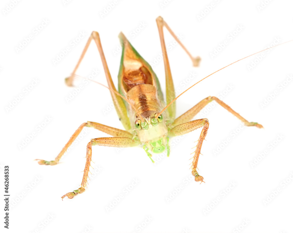 Fototapeta premium Grasshopper Close-Up Isolated on White Background