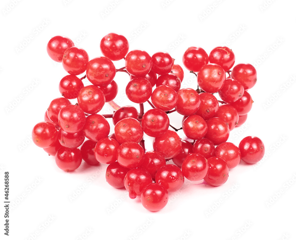 Red Guelder Rose (Viburnum Opulus) Berries Isolated on White Red Guelder Rose (Viburnum Opulus) Berries Isolated on White