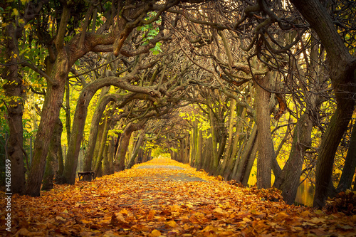 Autumnal alley in the park of Gdansk, Poland