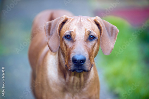 Beautiful dog rhodesian ridgeback puppy outdoors