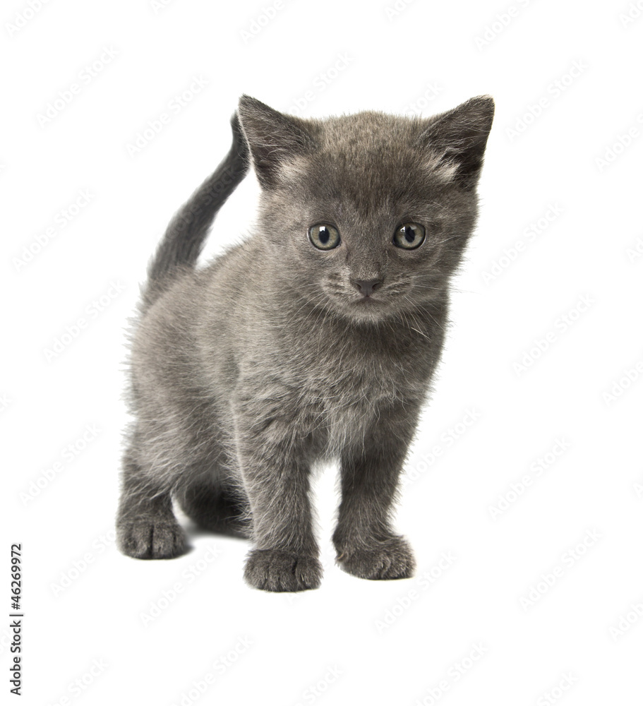 Little gray kitten