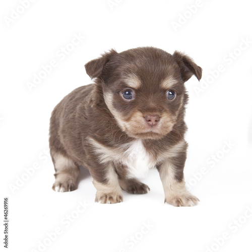 chihuahua pup playful on blue background © By Glamstyle