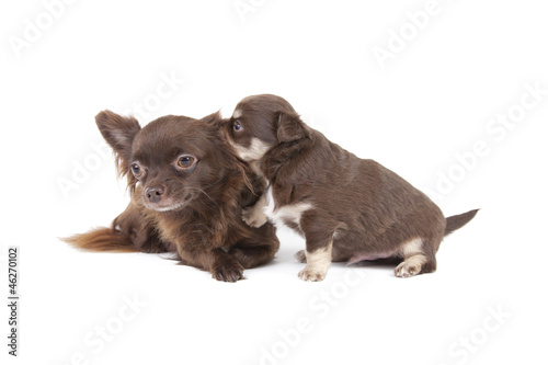 chihuahua with mother