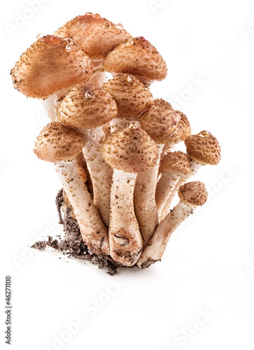 Mushrooms honey agarics (Armillaria mellea) isolated on white