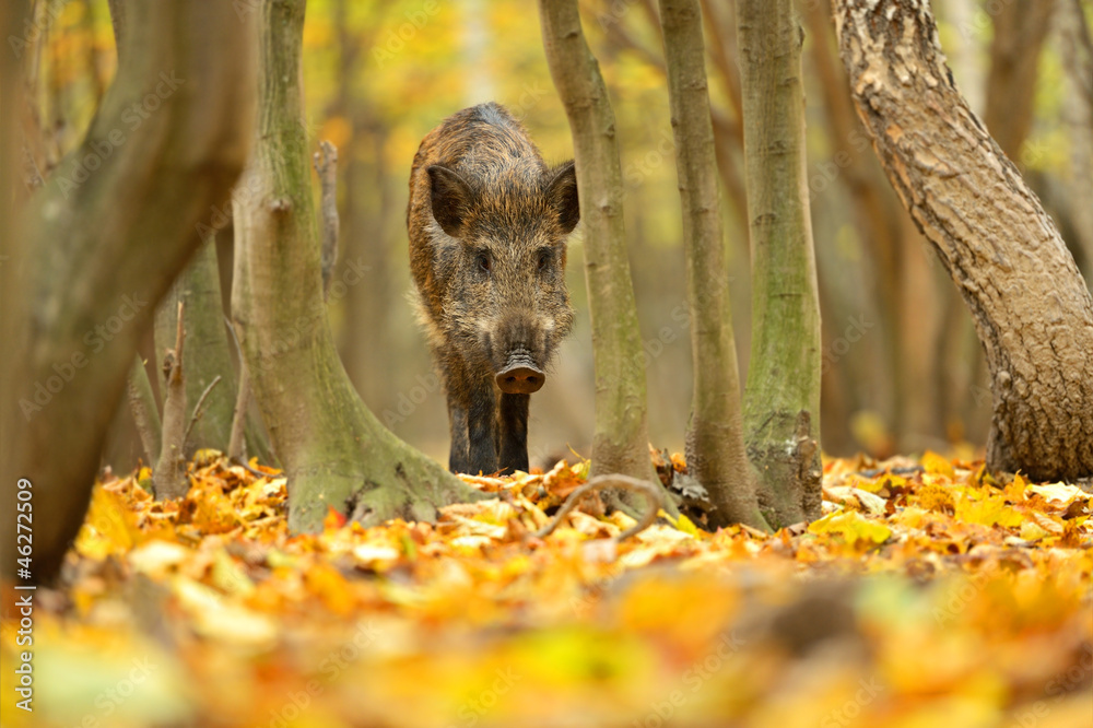 Wild pig