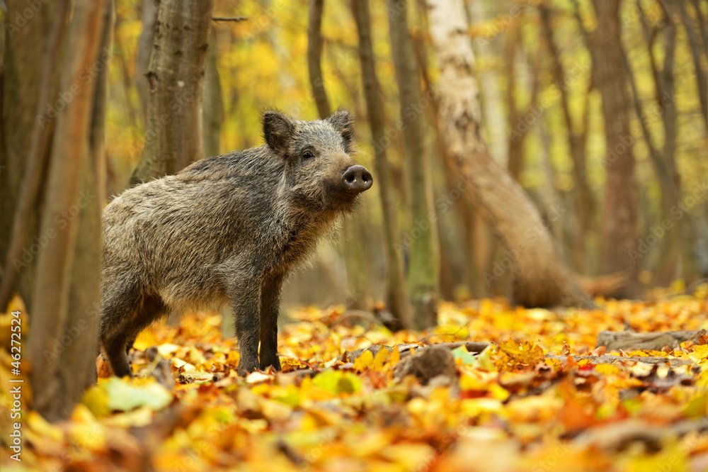 Wild pig