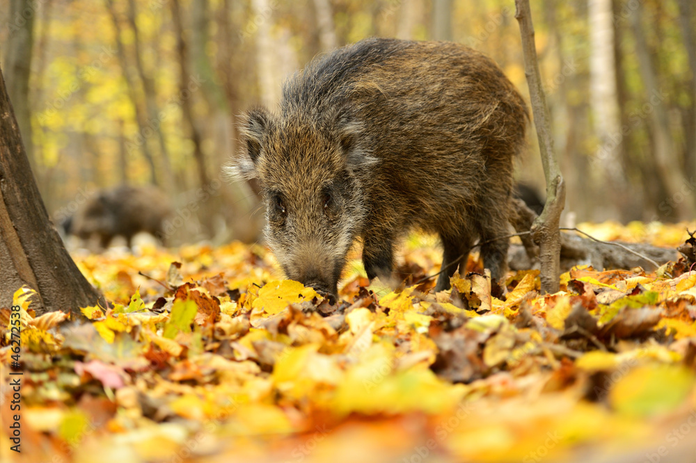 Wild pig