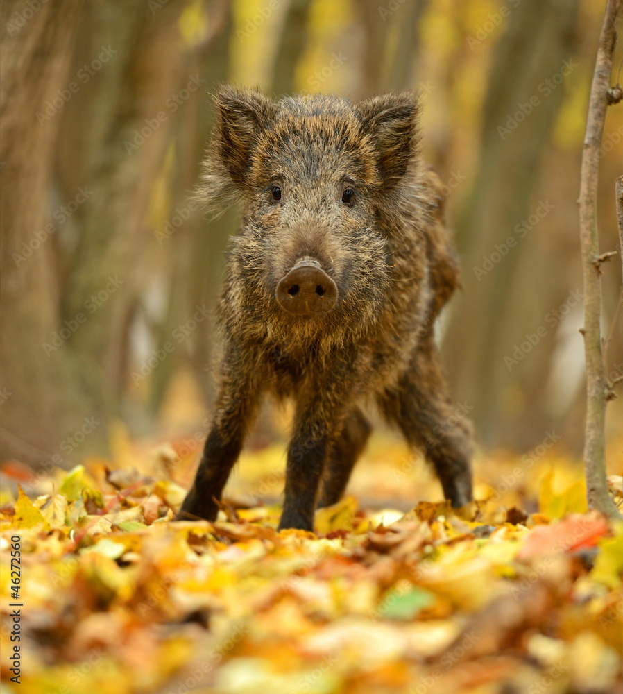 Wild pig