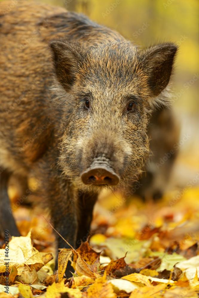 Wild pig Wild pig