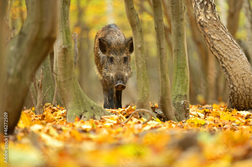Obraz na płótnie Wild pig w salonie