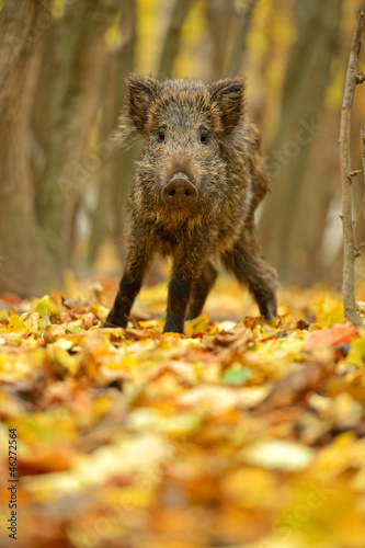 Wild pig