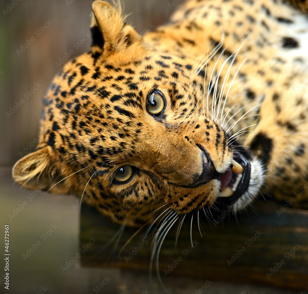 Obraz premium Leopard