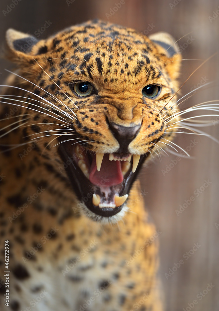 Obraz premium Leopard