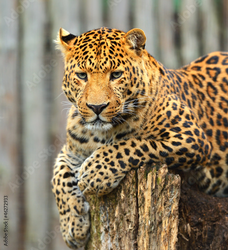 Leopard © kyslynskyy