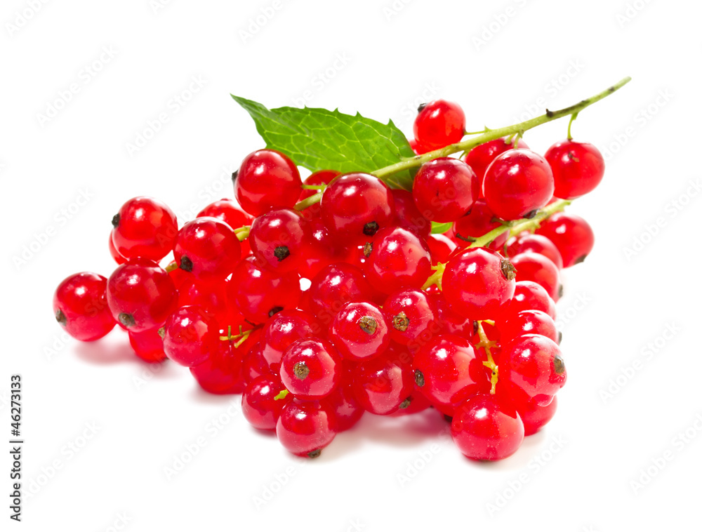 Red currants on a white background.