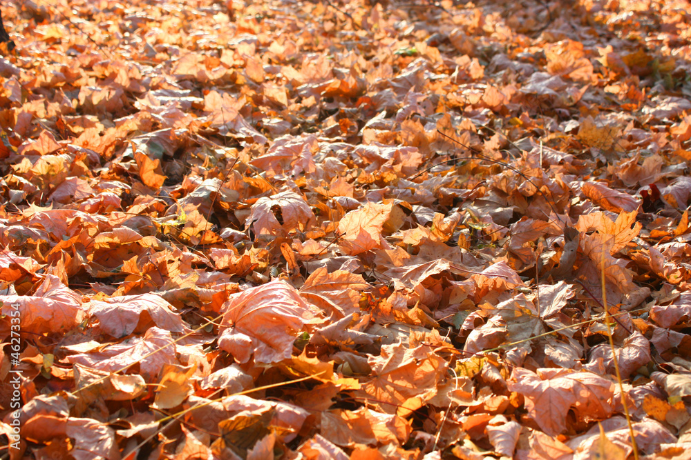 Autumn leaves Autumn leaves