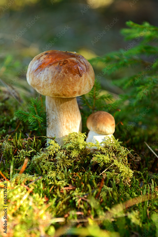 CEPS CEPS