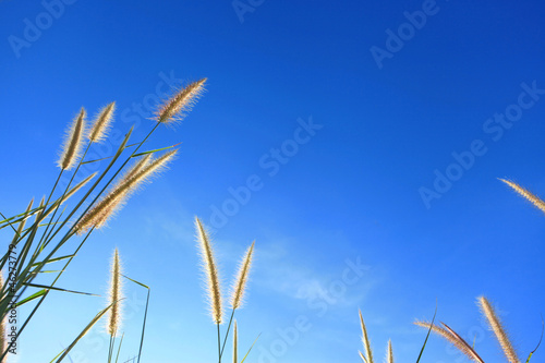 Dune Grass