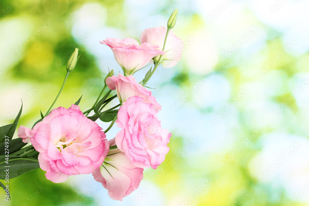 bouquet of eustoma flowers, on green background bouquet of eustoma flowers, on green background