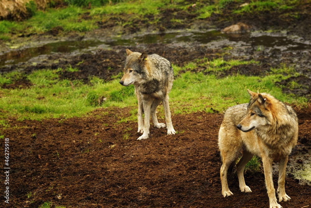 Fototapeta premium Eurasian wolf